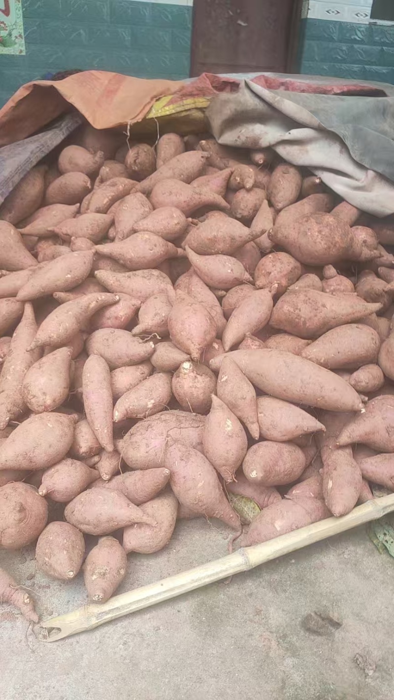 西瓜红薯基地直发品质保证量大从优欢迎来电
