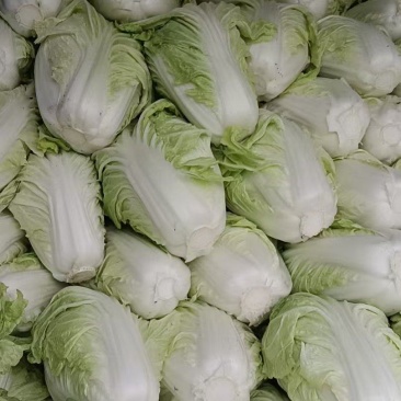 包头白菜，量大，出货快
