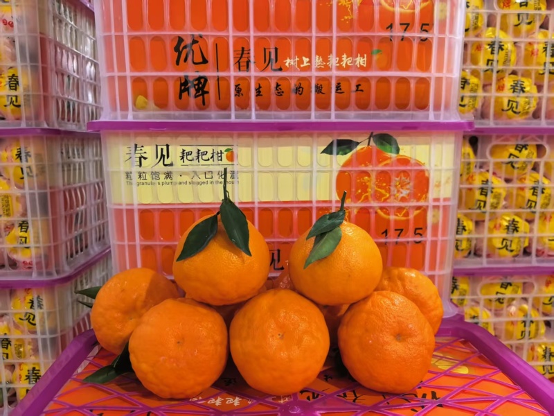 耙耙柑