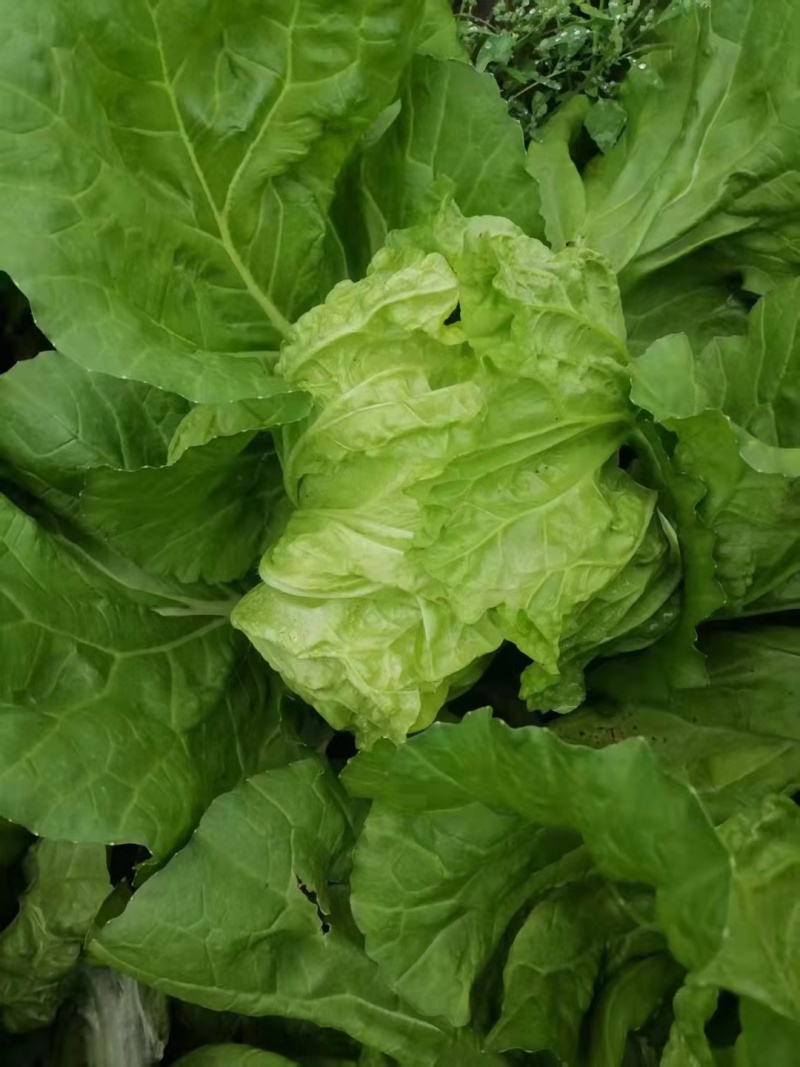 包头白菜，量大，出货快