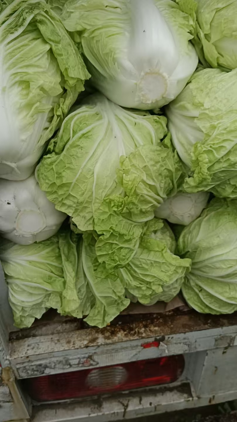 包头白菜，量大，出货快
