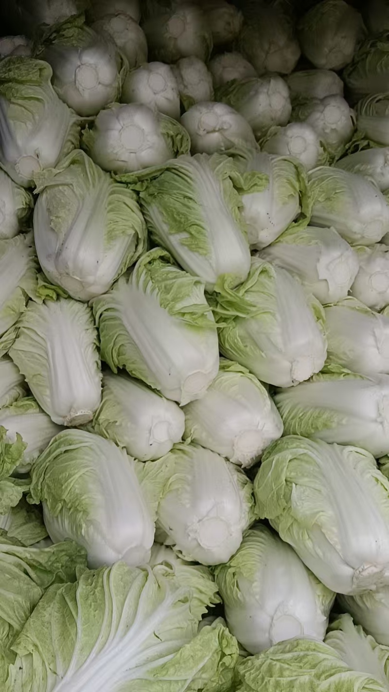 包头白菜，量大，出货快