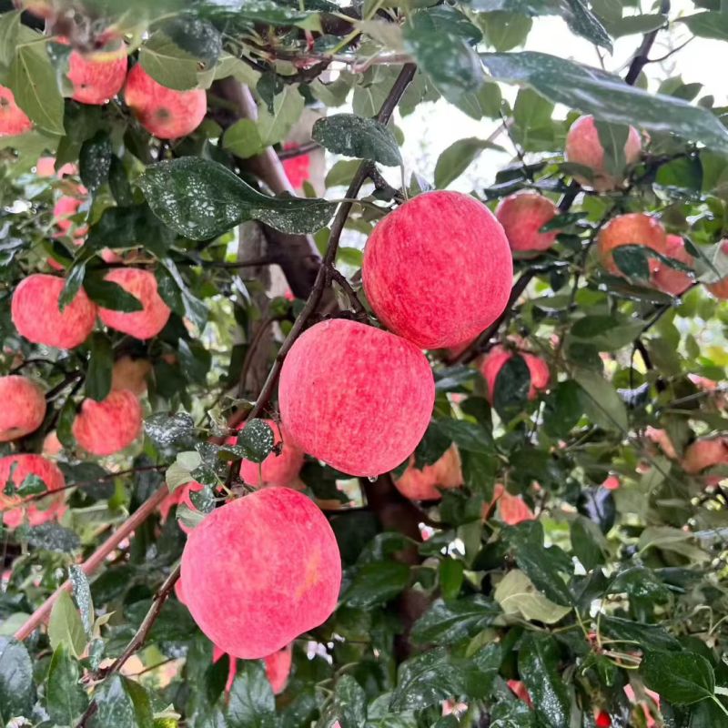 精品爱妃苹果