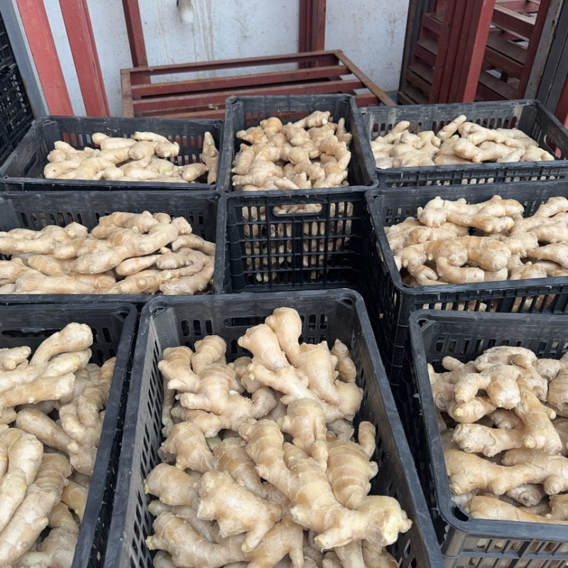 山东大姜姜优质农产品电商货市场货一件代发