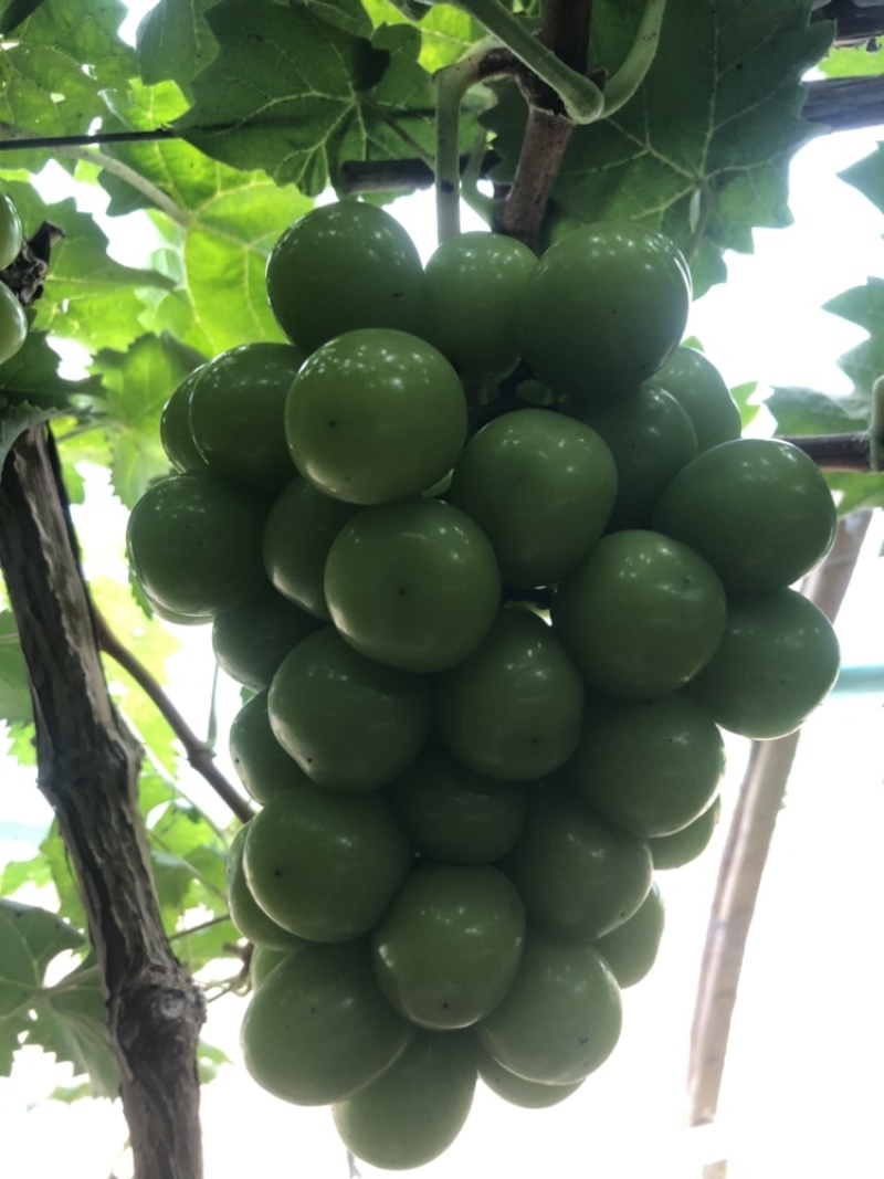 阳光玫瑰预售