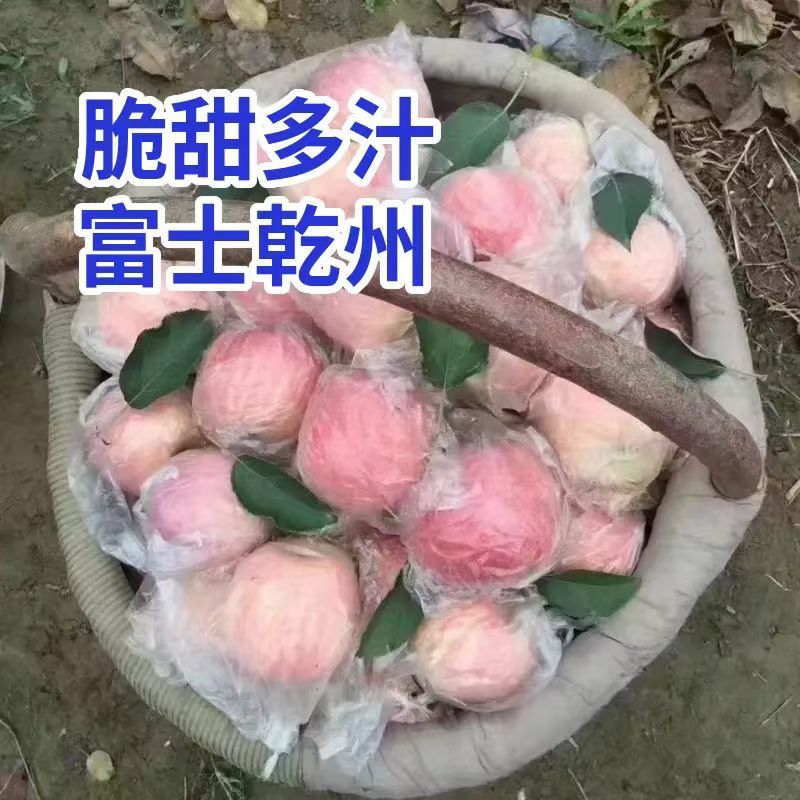 红富士苹果【纸加膜】优质精品苹果【四宝皇品】原产地发货