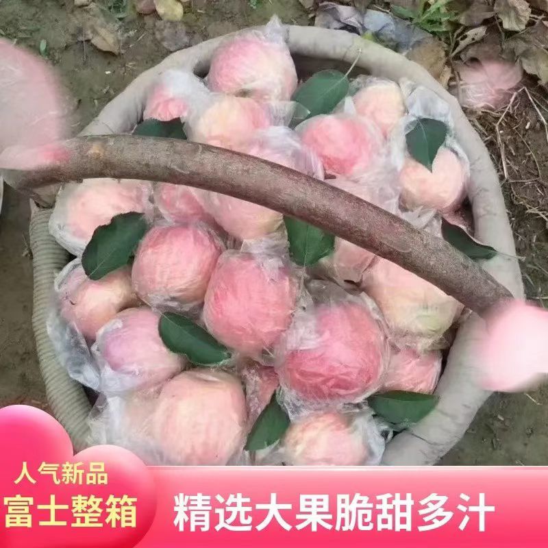 红富士苹果【纸加膜】优质精品苹果【四宝皇品】原产地发货