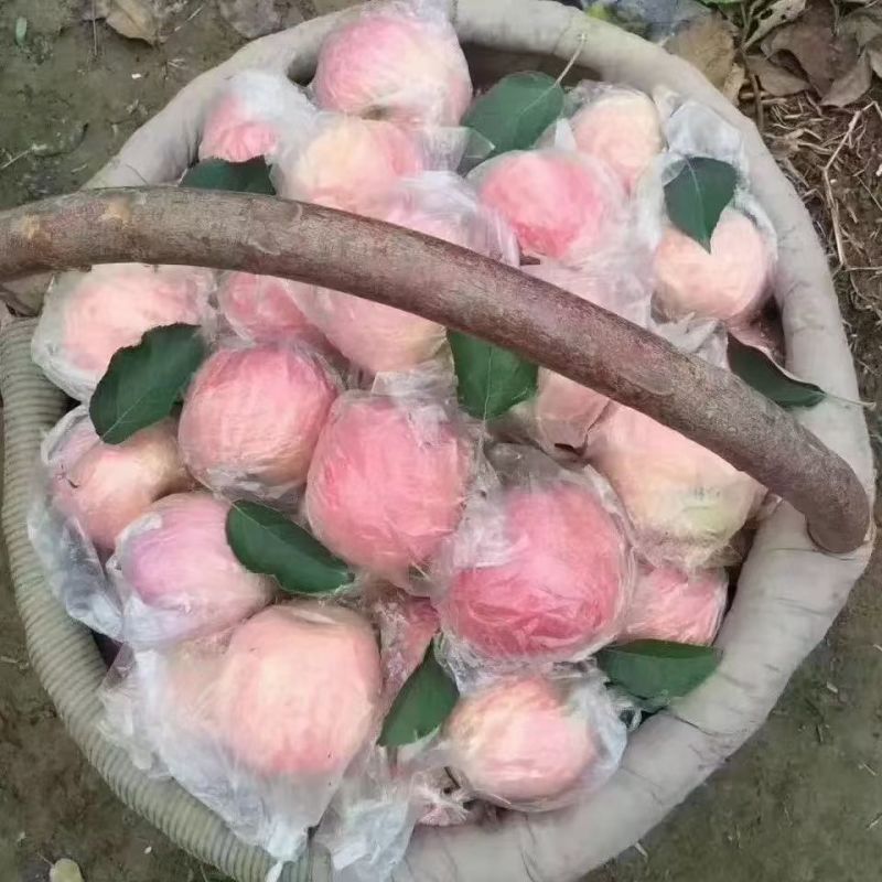 红富士苹果【纸加膜】优质精品苹果【四宝皇品】原产地发货