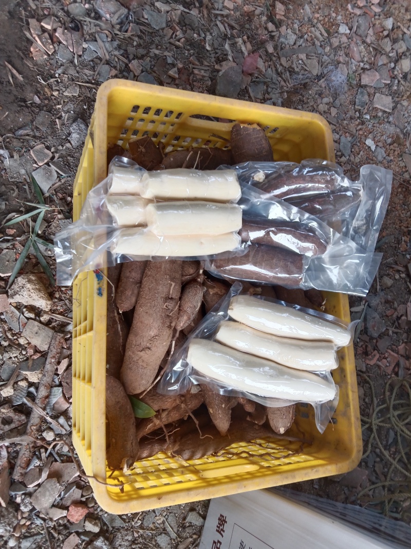 广东江门大量供应黄肉木薯产地直发规格齐全