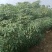广东江门大量供应黄肉木薯产地直发规格齐全