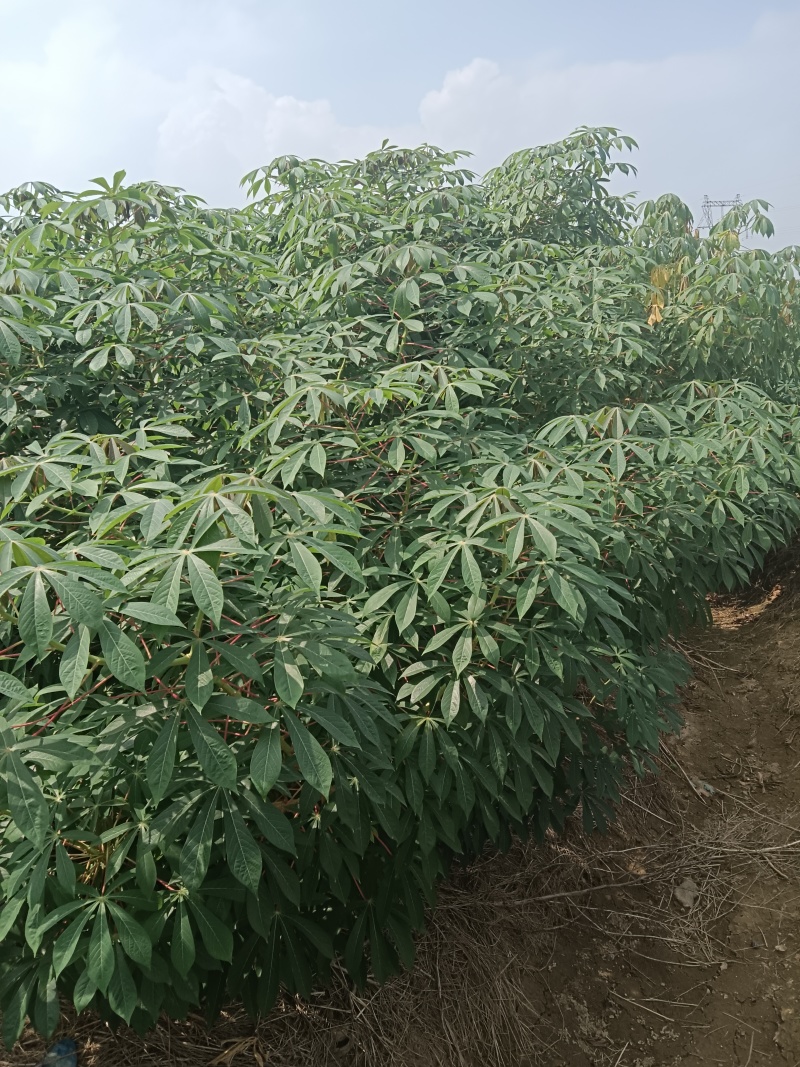 广东江门大量供应黄肉木薯产地直发规格齐全