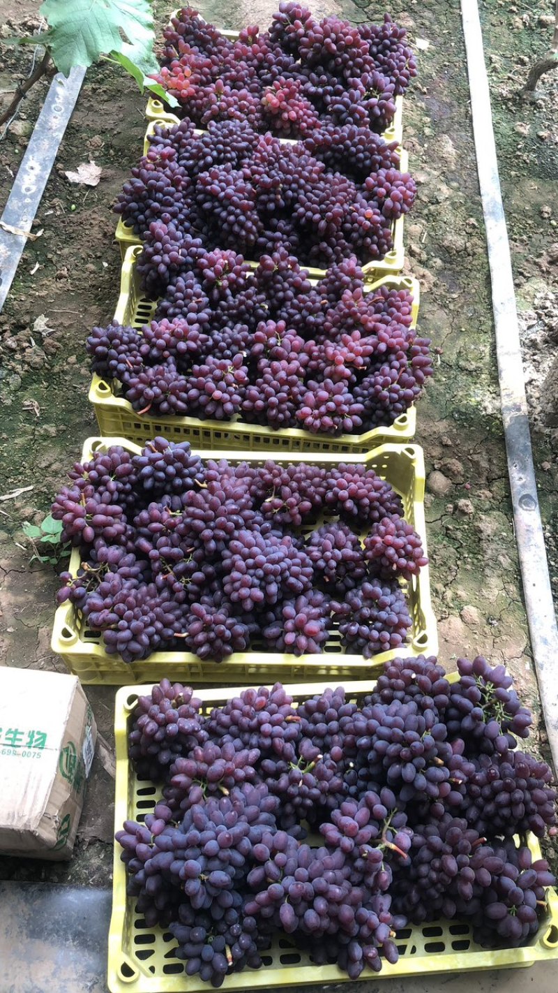 茉莉香葡萄