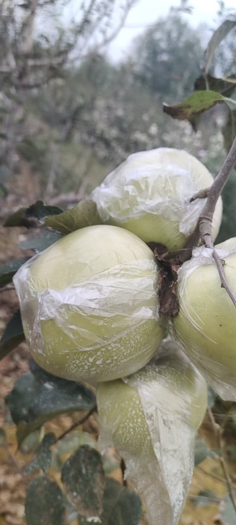 水蜜桃苹果