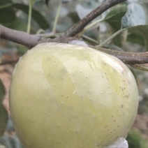 水蜜桃苹果