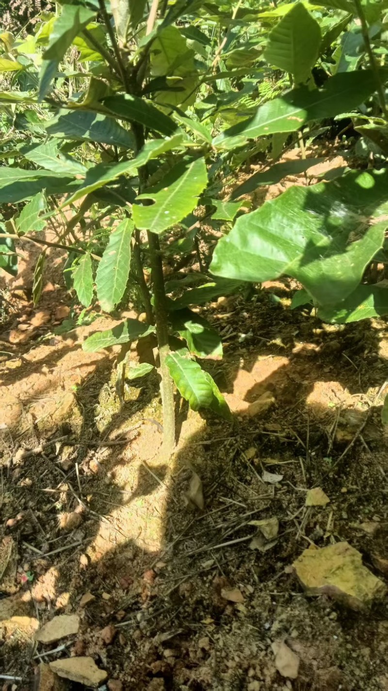 红青杠苗