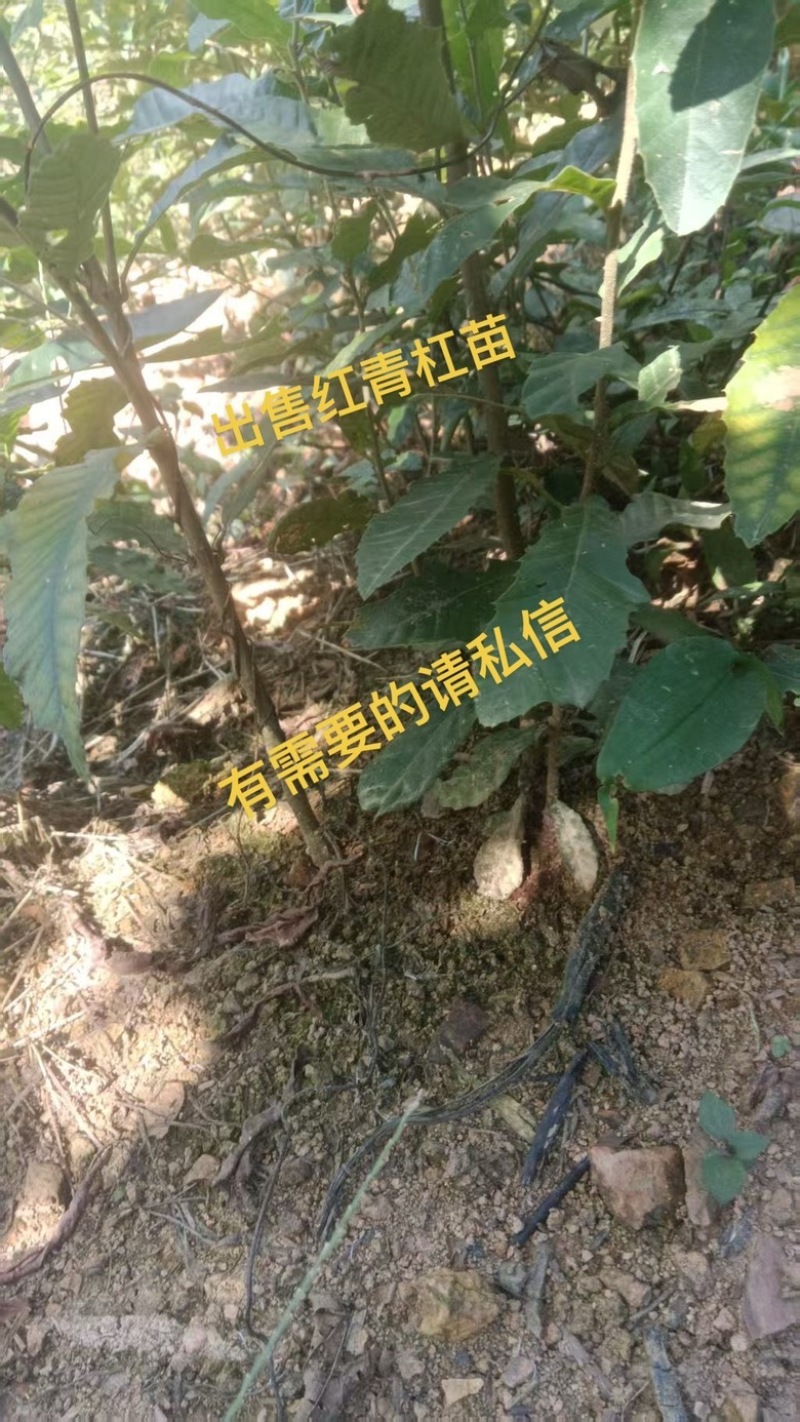 红青杠苗