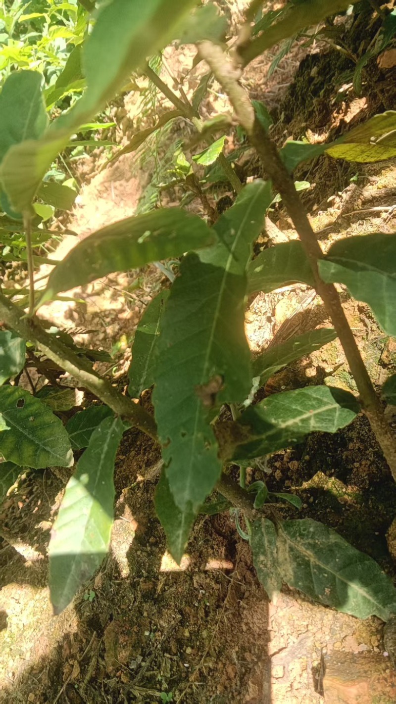 红青杠苗