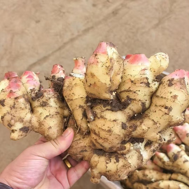 大黄姜小黄姜生姜姜母姜把水洗风干泥姜按需加工价低