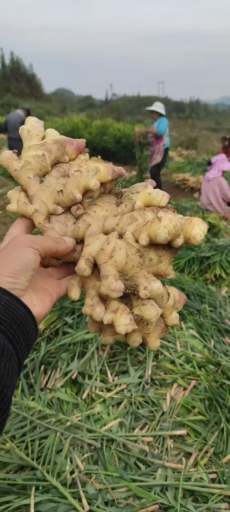 大黄姜小黄姜生姜姜母姜把水洗风干泥姜按需加工价低