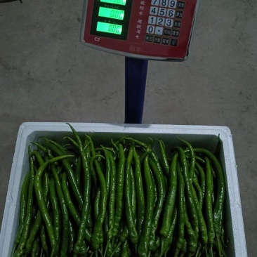 3号8号7号辣椒