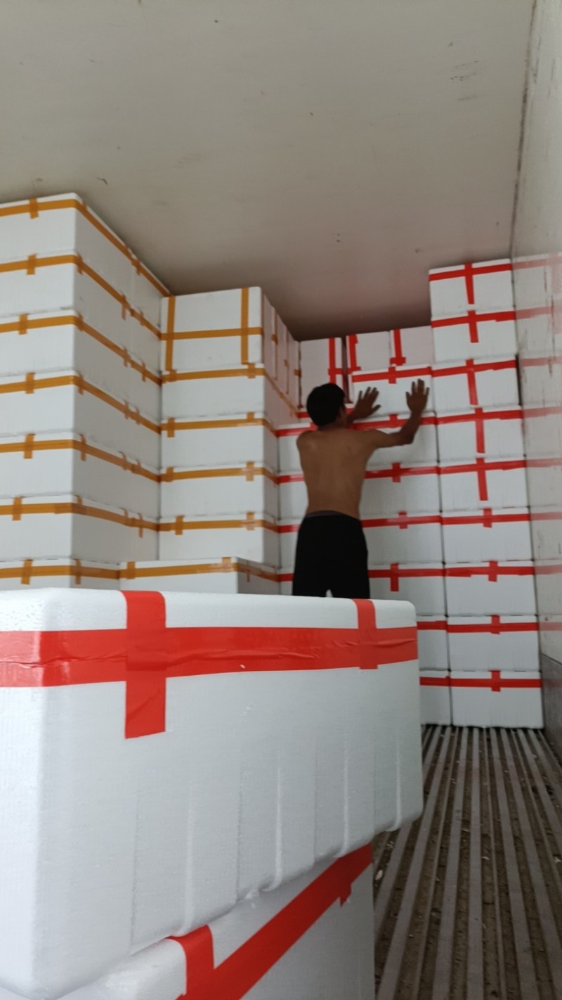 3号8号7号辣椒