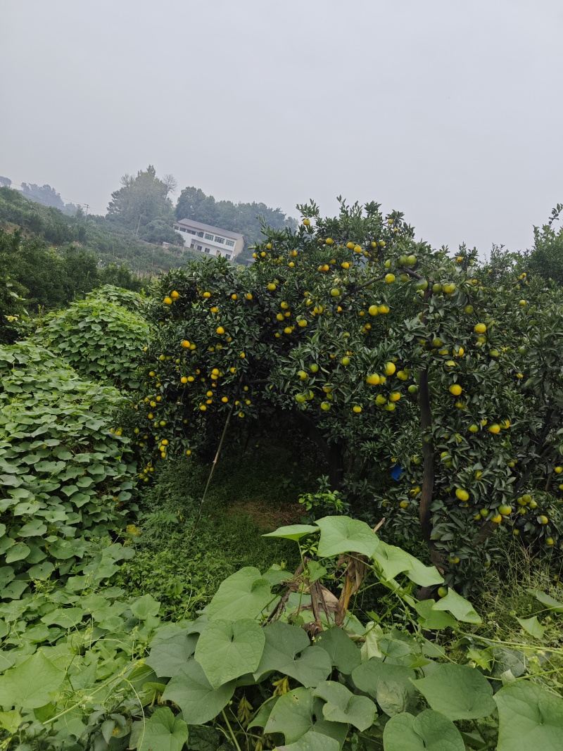 柑桔蜜橘蜜桔，皮薄味甜肉细汁多量大质优价格优惠