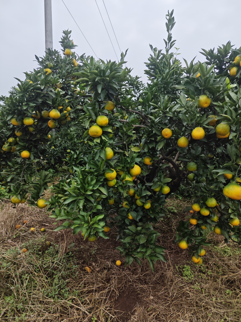 柑桔蜜橘蜜桔，皮薄味甜肉细汁多量大质优价格优惠