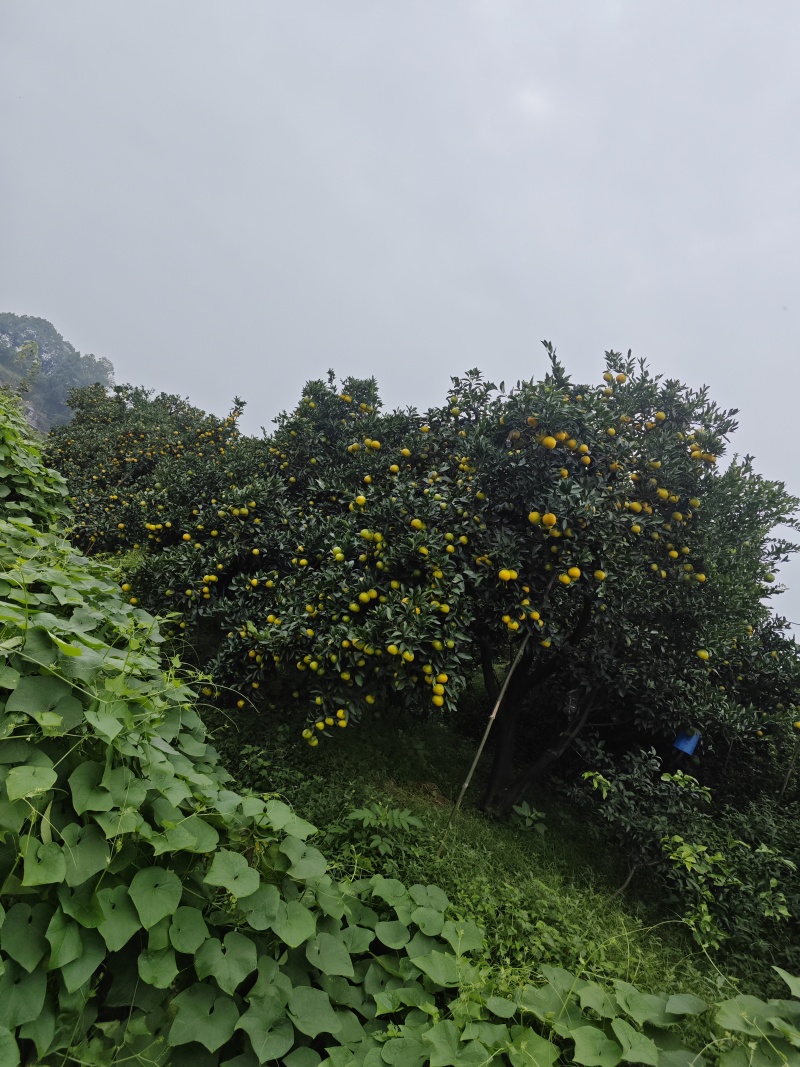 柑桔蜜橘蜜桔，皮薄味甜肉细汁多量大质优价格优惠