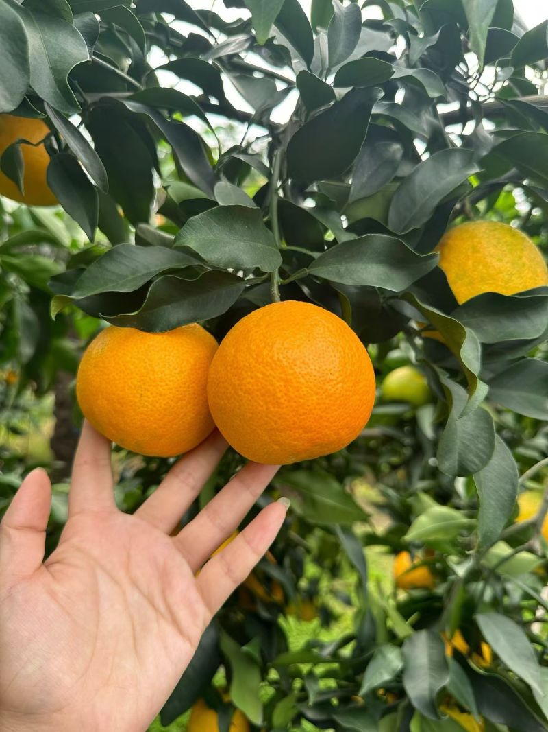 愛媛果凍橙