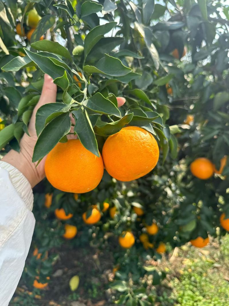 愛媛果凍橙