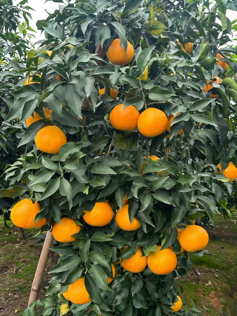 愛媛果凍橙