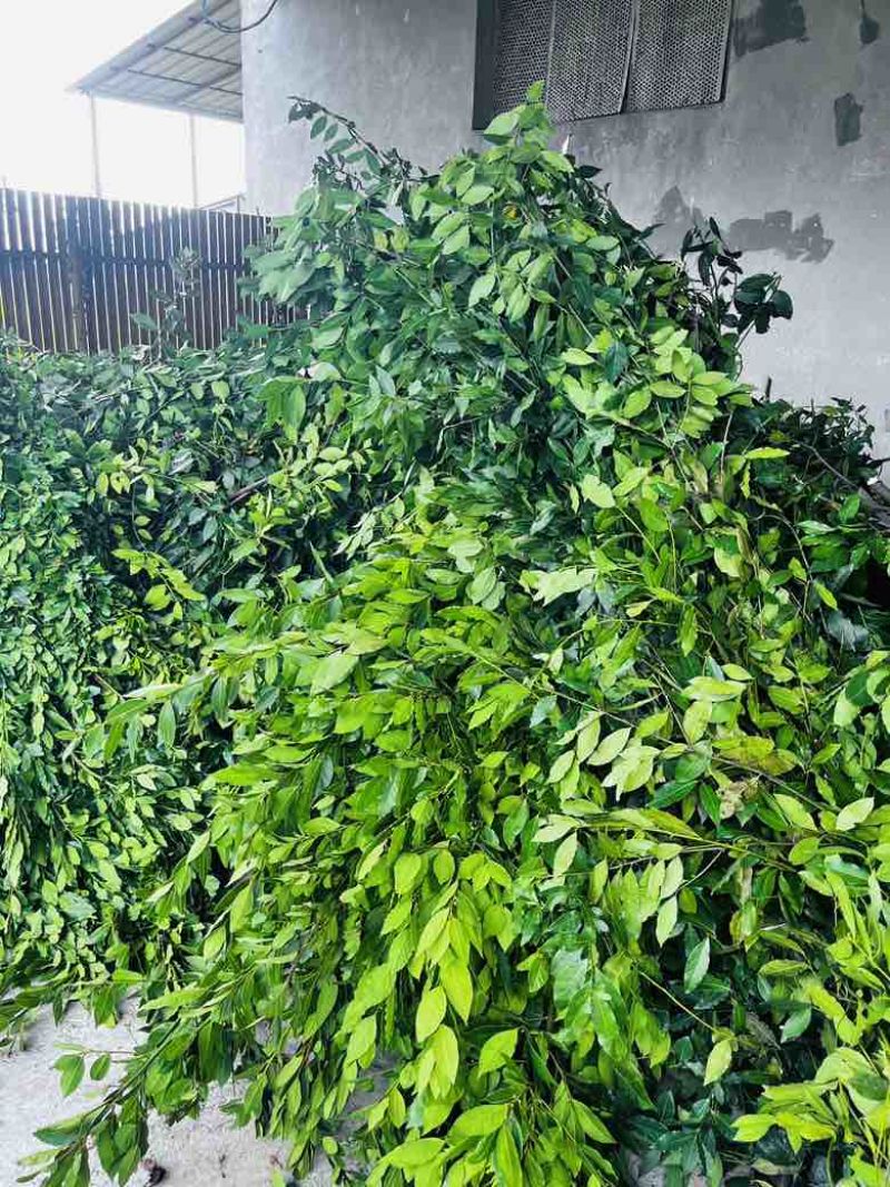香叶/格鲁吉亚进口香叶/精选好货/量大可议全国合作一手货源
