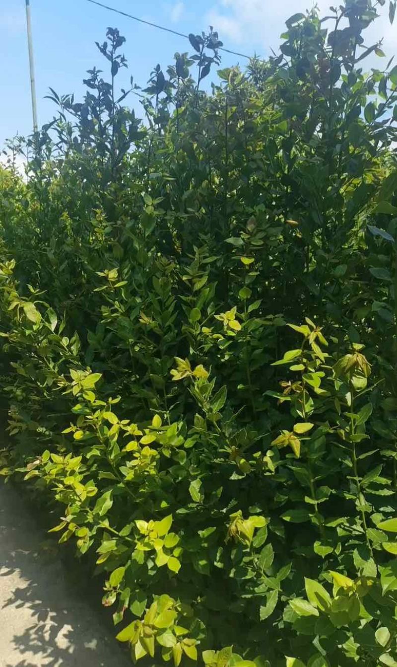 香叶/格鲁吉亚进口香叶/精选好货/量大可议全国合作一手货源