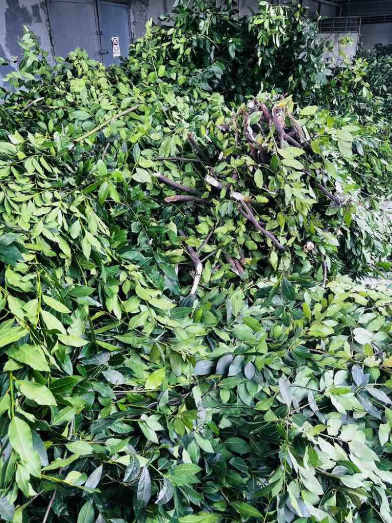 香叶/格鲁吉亚进口香叶/精选好货/量大可议全国合作一手货源