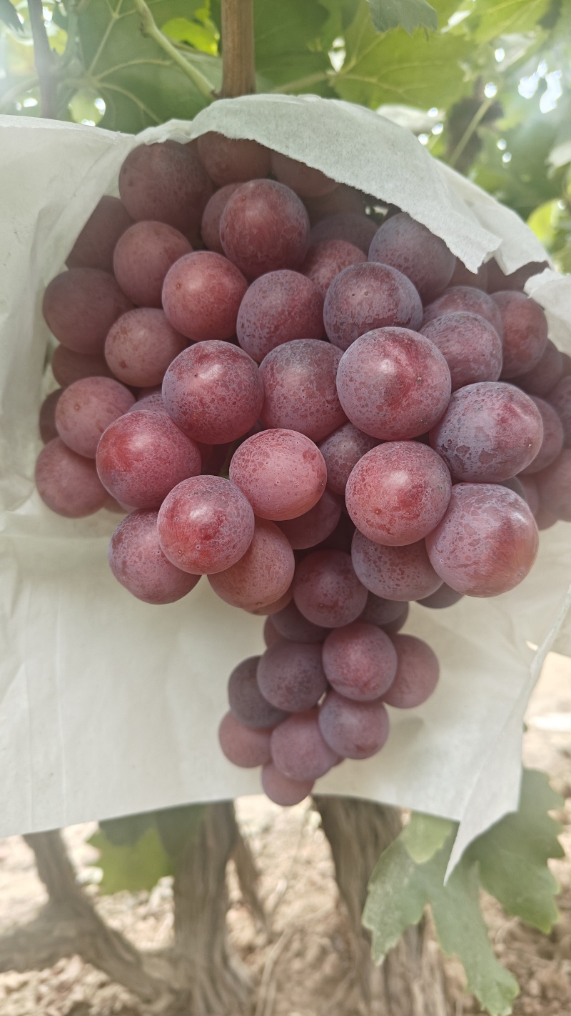 精品红提大量上市