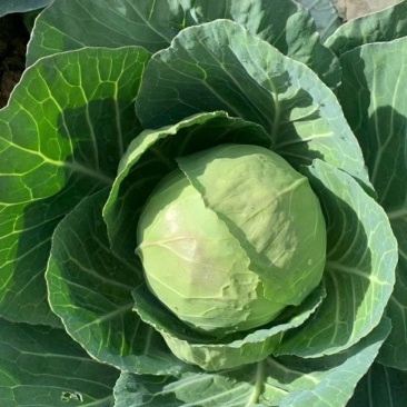 陕西甘蓝大量现货，可全国发货，量大从优，欢迎采购