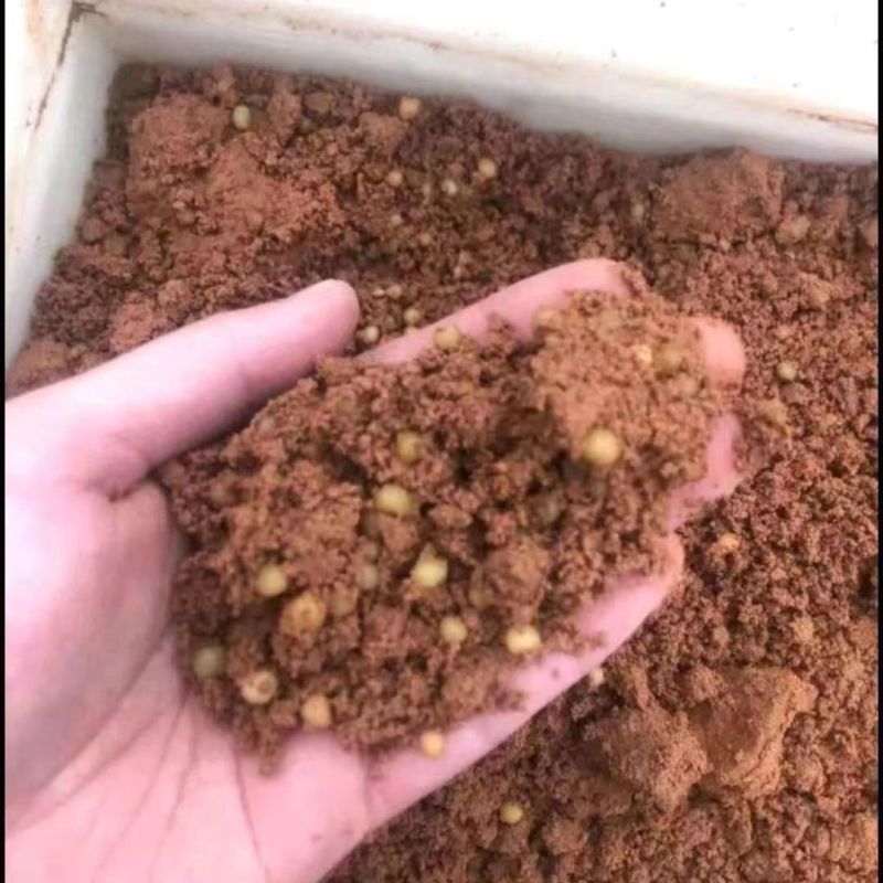 正宗云南黄精种子多花黄金种子