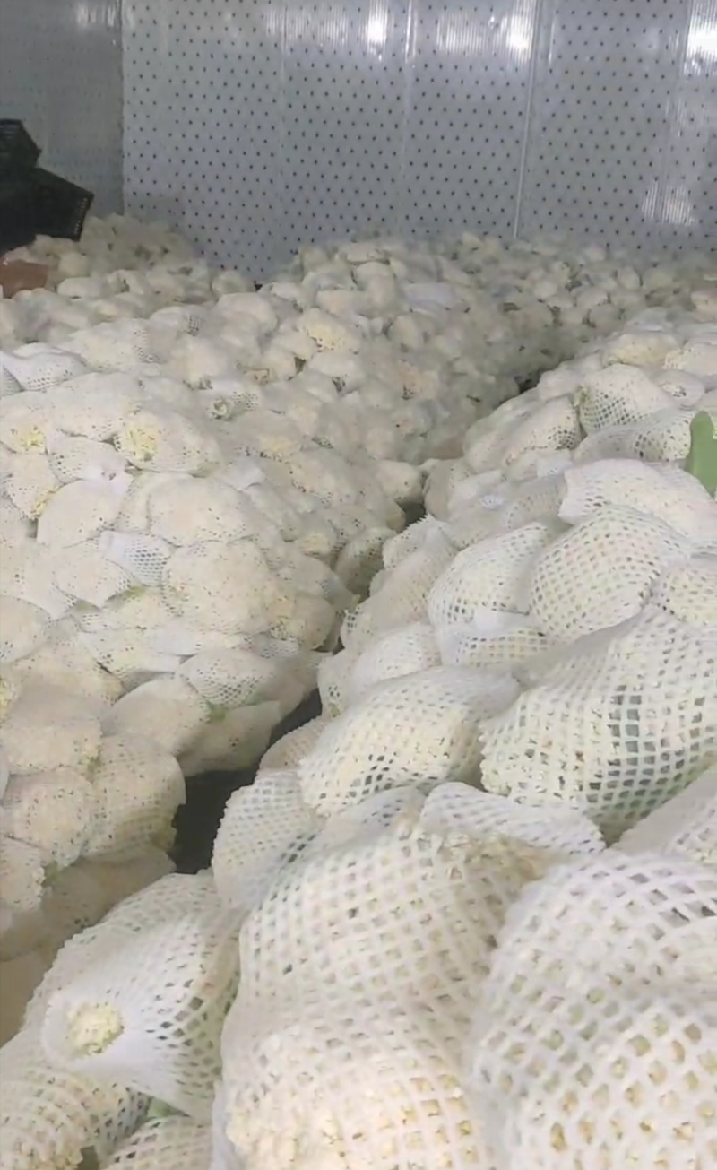 菜花陕西精品散花松花菜产地一手货源价格便宜欢迎购