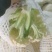 菜花陕西精品散花松花菜产地一手货源价格便宜欢迎购