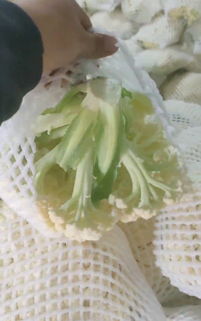菜花陕西精品散花松花菜产地一手货源价格便宜欢迎购