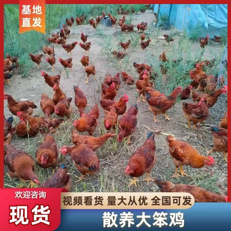 黑龙江省牡丹江散养大笨鸡，大公鸡保证基地散养欢迎实地考察