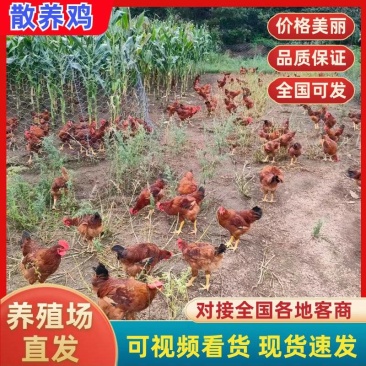 【推荐】黑龙江散养大公鸡土鸡大量供应哈尔滨大庆鸡西佳木斯等