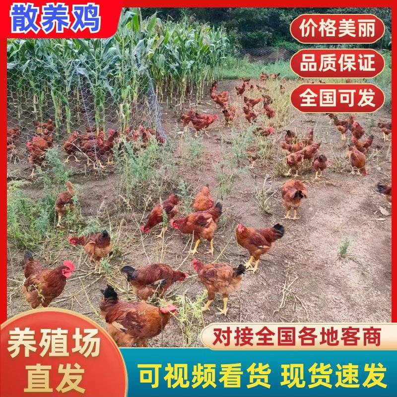 【推荐】黑龙江散养大公鸡土鸡大量供应哈尔滨大庆鸡西佳木斯等