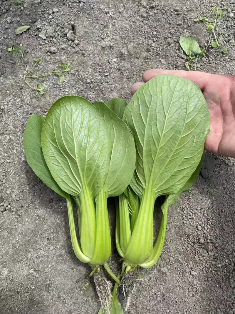夏秀青梗菜种籽