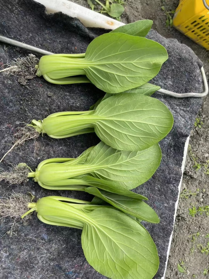 夏秀青梗菜种籽