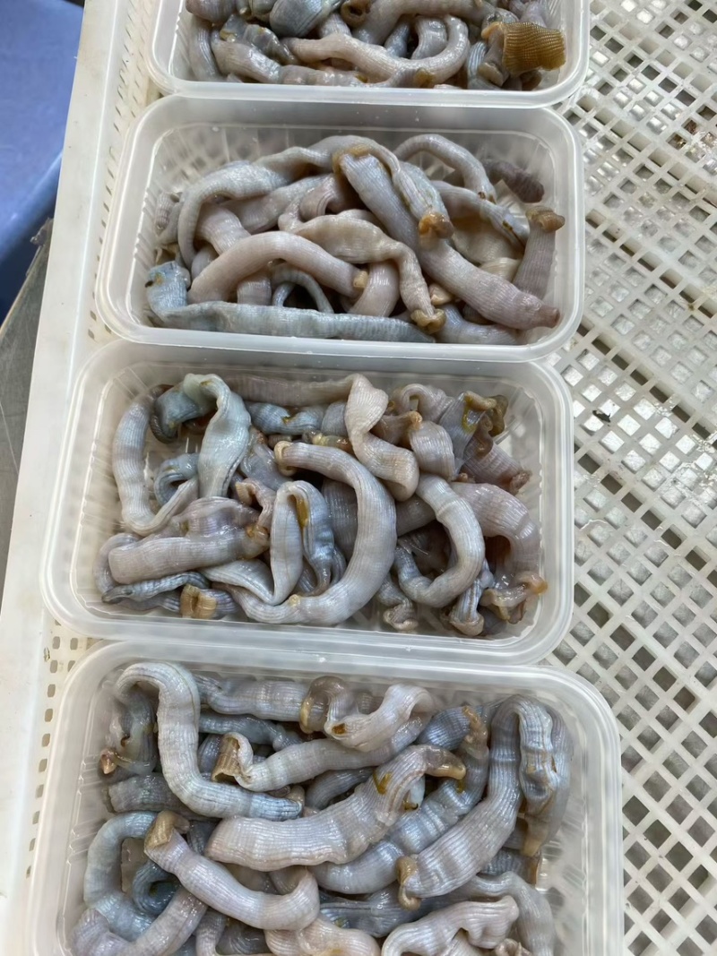 大沙虫清洗完盒装半斤一盒酒店专用**量大的来