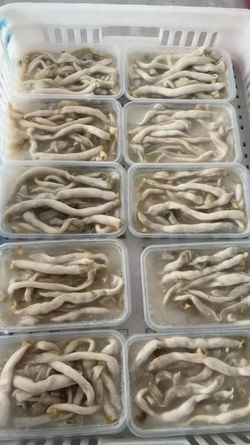 大沙虫清洗完盒装半斤一盒酒店专用**量大的来