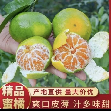 湖北精品蜜橘大量供应各大市场电商平台社区团购进出口贸易