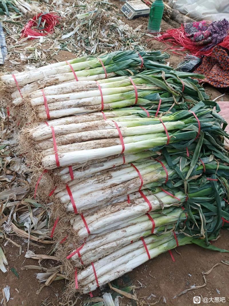 大葱售卖大量批发零售