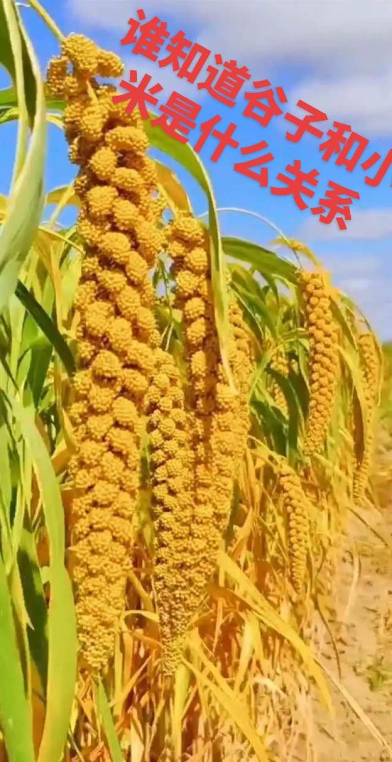金苗谷子